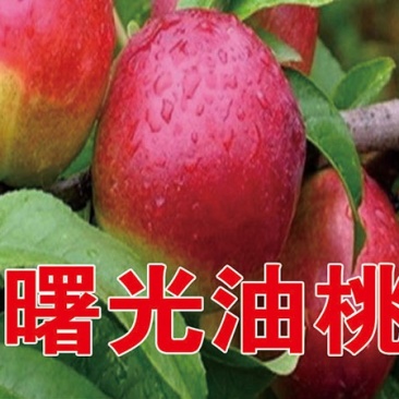 曙光桃苗基地直销批发价格保质保量死苗补发