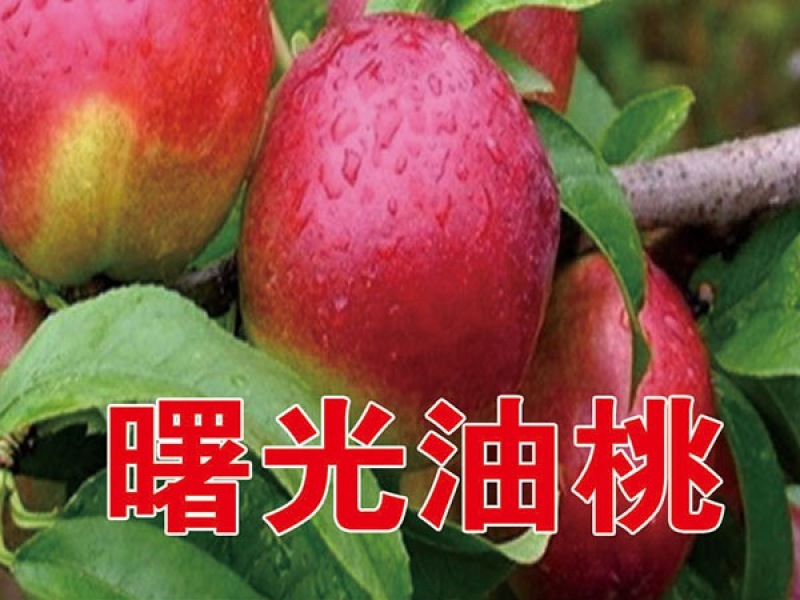 曙光桃苗基地直销批发价格保质保量死苗补发