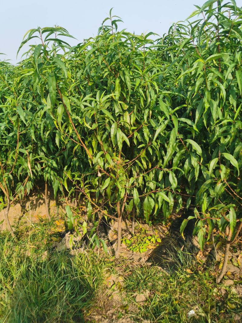曙光桃苗基地直销批发价格保质保量死苗补发