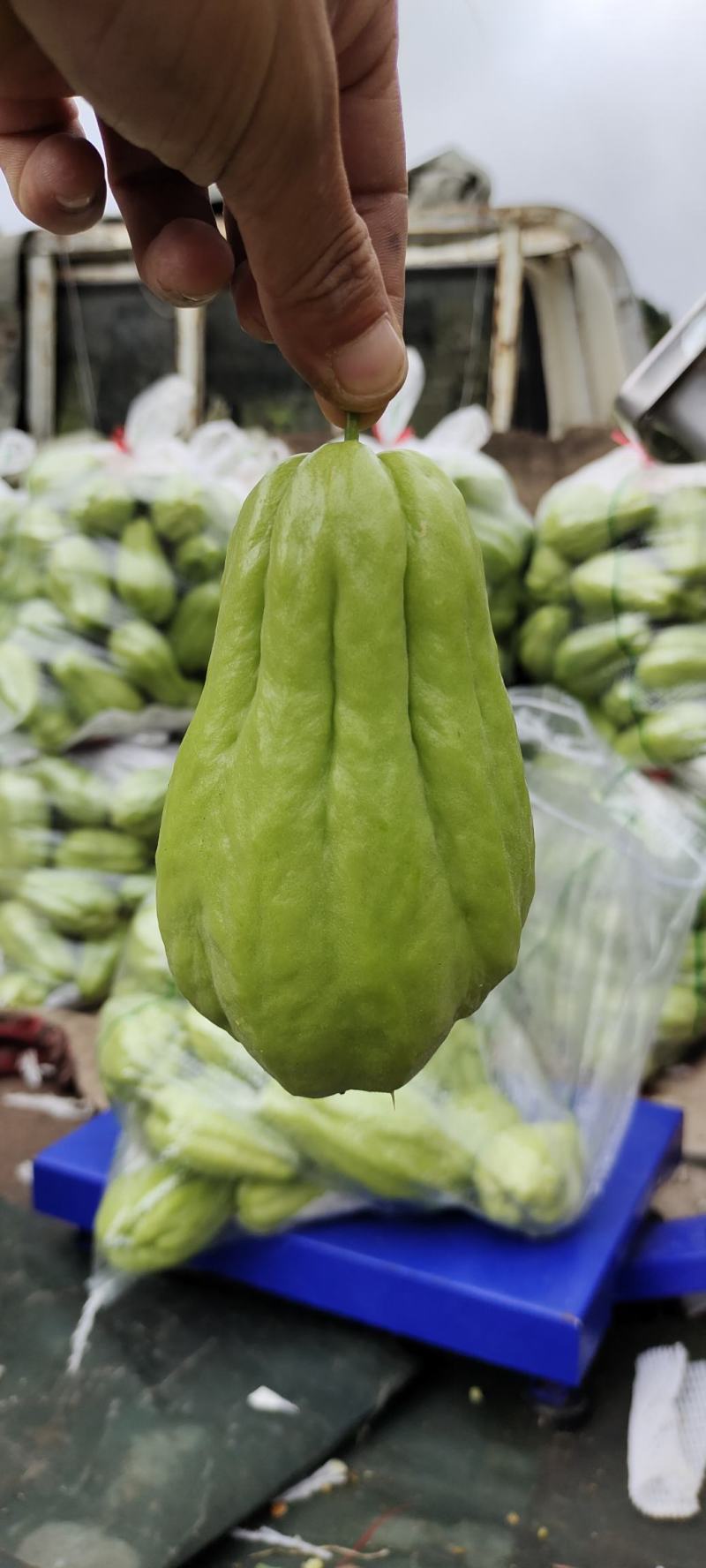 佛手瓜漂亮的佛手瓜，一手货源