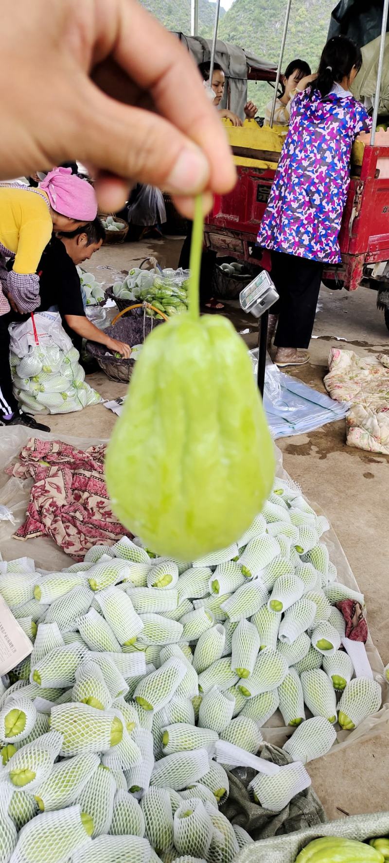 佛手瓜漂亮的佛手瓜，一手货源