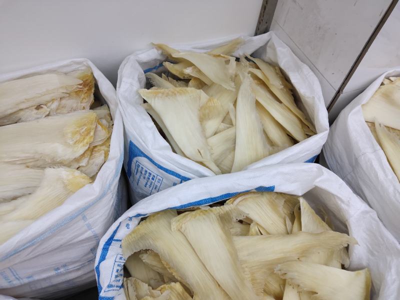 鱼翅批发行！全国发货