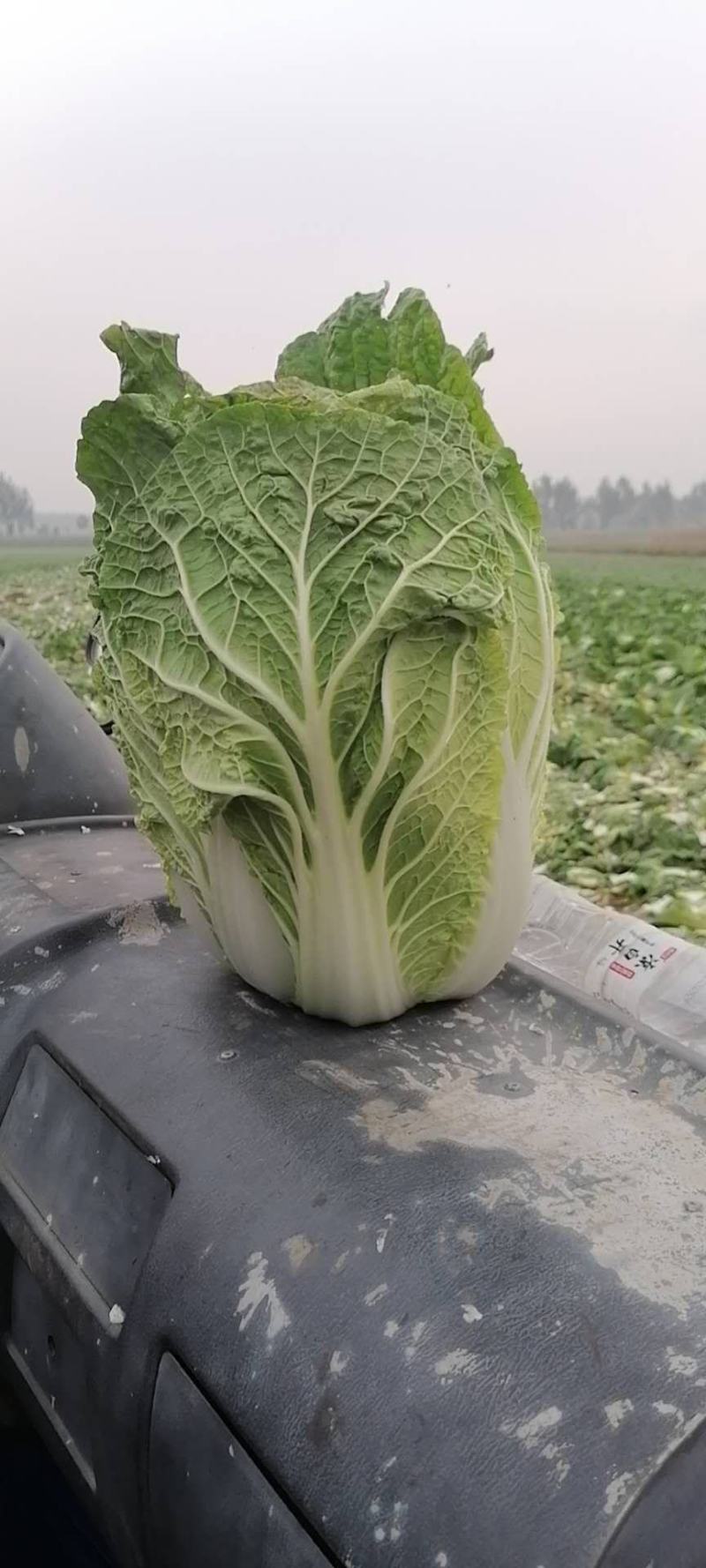 辽宁省凌海市黄心菜大量出售货源充足品质保证价格美丽