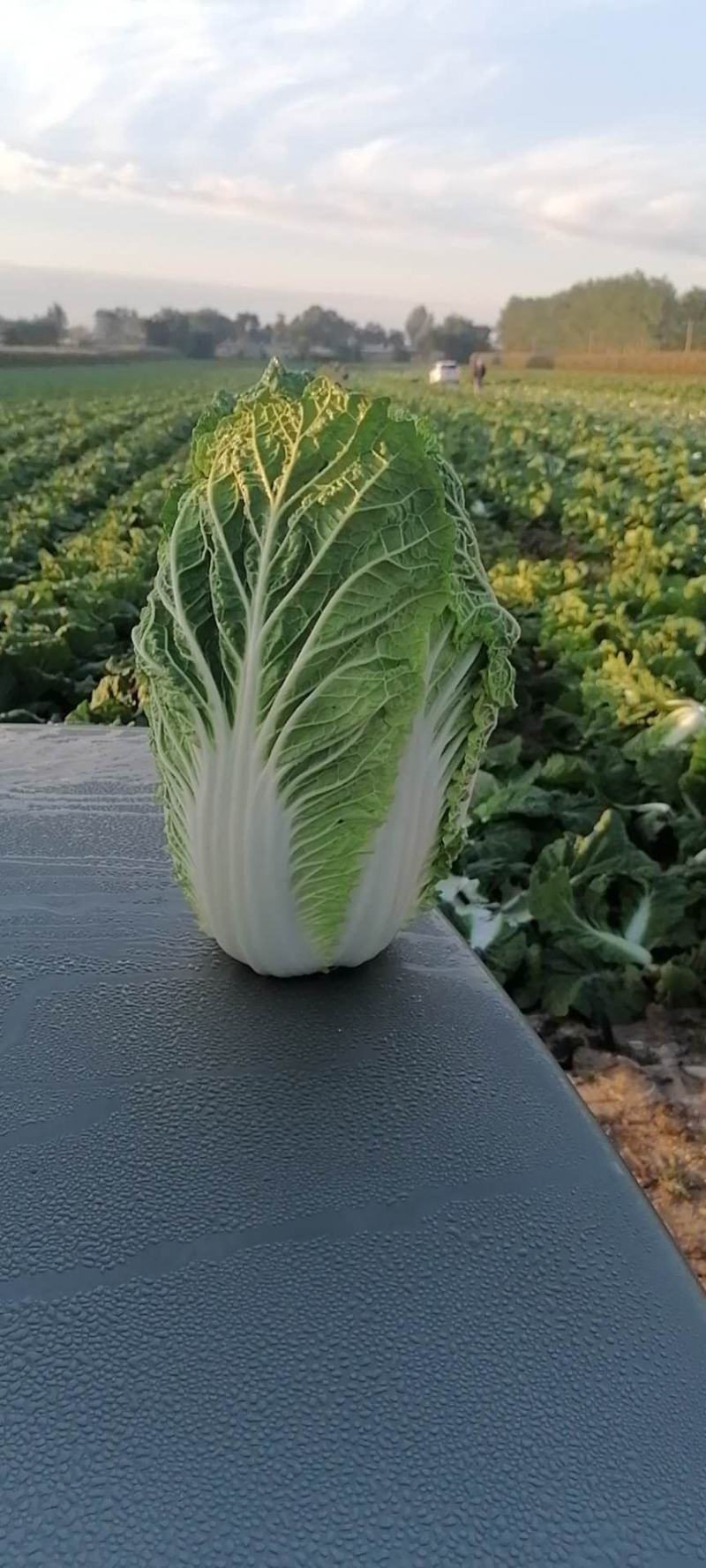 辽宁省凌海市黄心菜大量出售货源充足品质保证价格美丽