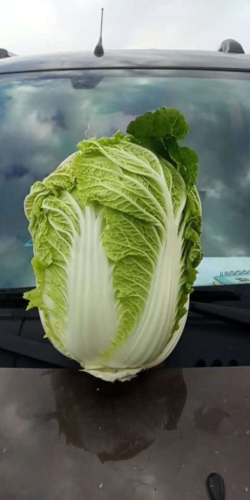 辽宁省凌海市黄心菜大量出售货源充足品质保证价格美丽