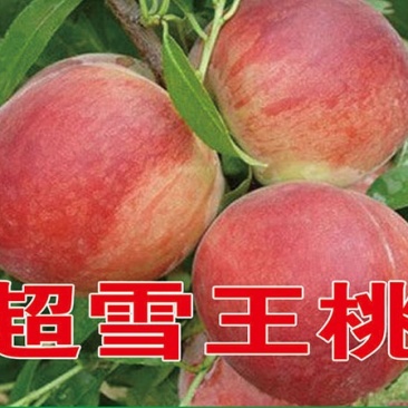 超雪王桃苗基地直销批发价格死苗补发保质保量