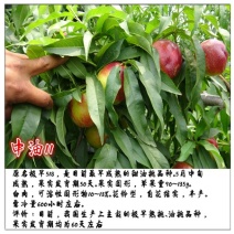 中油11号桃苗基地直销批发价格量大优惠死苗补发