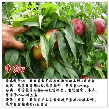 中油11号桃苗基地直销批发价格量大优惠死苗补发