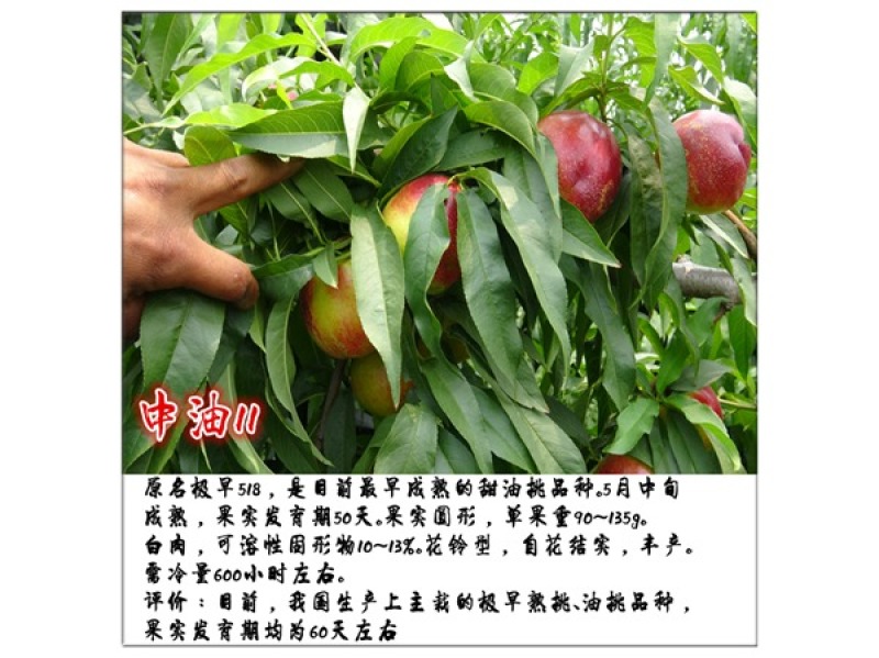 中油11号桃苗基地直销批发价格量大优惠死苗补发