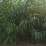 中油11号桃苗基地直销批发价格量大优惠死苗补发