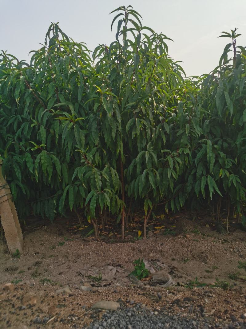 中油11号桃苗基地直销批发价格量大优惠死苗补发