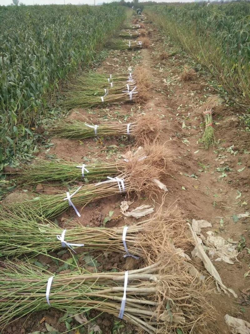 中油11号桃苗基地直销批发价格量大优惠死苗补发
