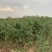 中油11号桃苗基地直销批发价格量大优惠死苗补发