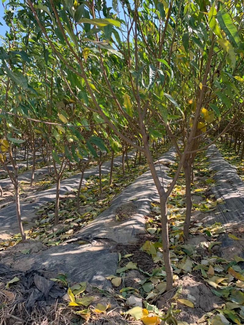 中油11号桃苗基地直销批发价格量大优惠死苗补发