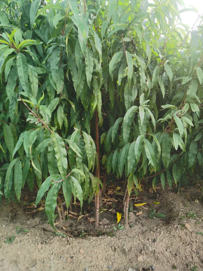 中油11号桃苗基地直销批发价格量大优惠死苗补发