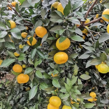 新余蜜橘(本地早)产地直供量大价优欢迎致电味道甜