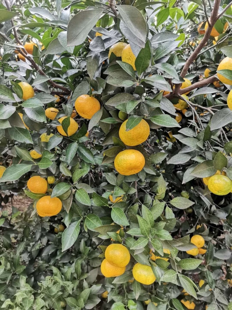 新余蜜橘（本地早）产地直供量大价优欢迎致电味道甜