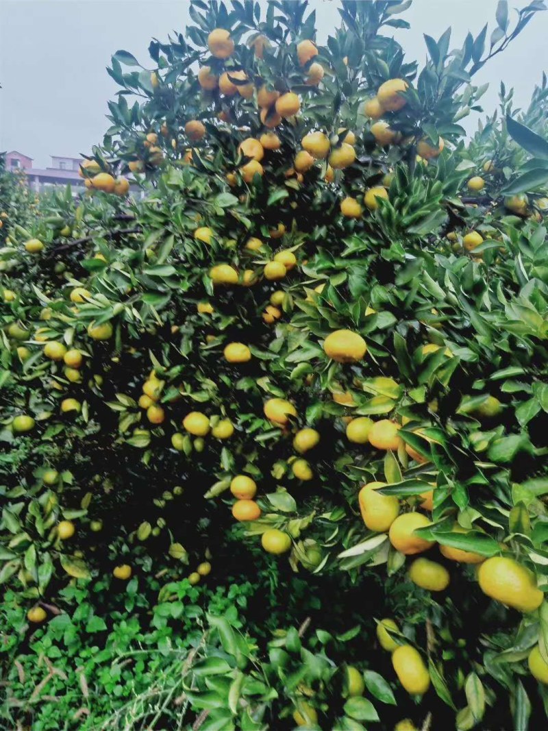 新余蜜橘（本地早）产地直供量大价优欢迎致电味道甜
