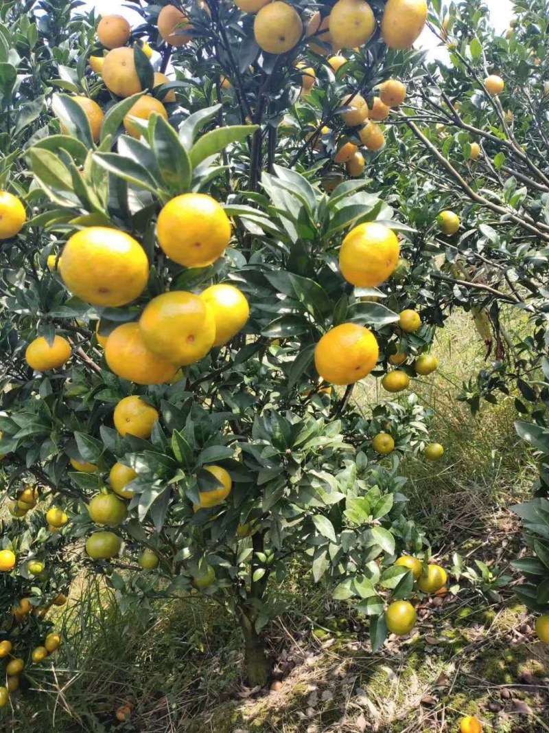 新余蜜橘（本地早）产地直供量大价优欢迎致电味道甜