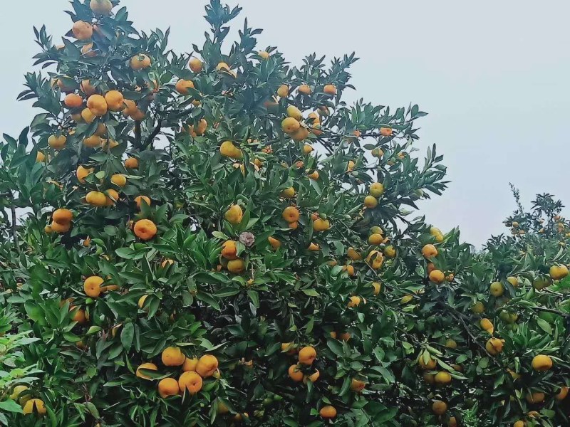 新余蜜橘（本地早）产地直供量大价优欢迎致电味道甜