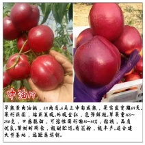 中油19号桃苗基地直销新品种桃苗量大优惠死苗补发