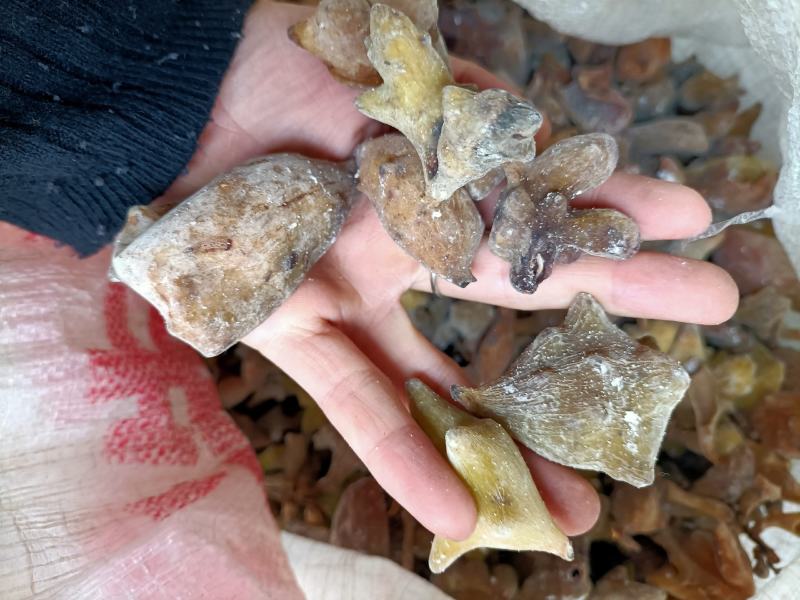 中药材五倍子，产地直销，一手货源，大货批发，量大从优