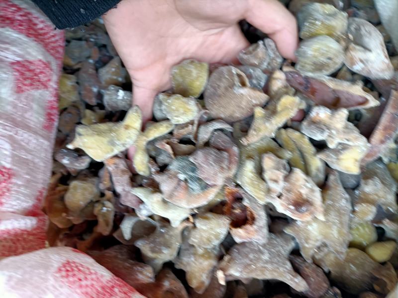 中药材五倍子，产地直销，一手货源，大货批发，量大从优