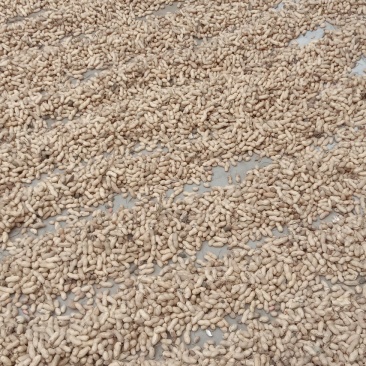 今年花生货不多价一直涨每天一个价早点预定