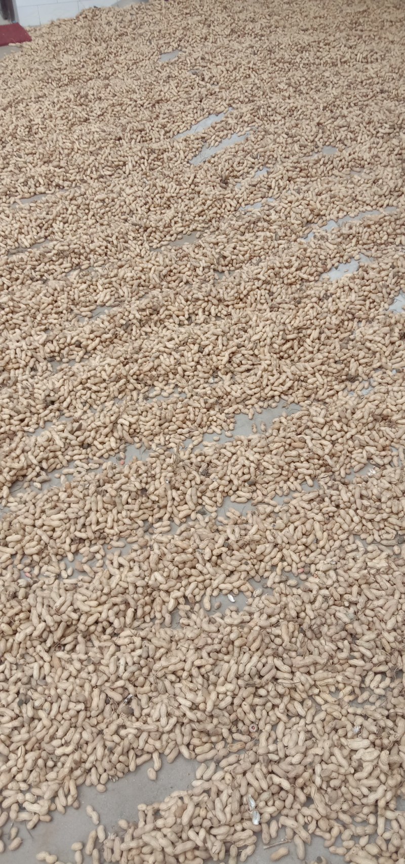 今年花生货不多价一直涨每天一个价早点预定