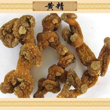 湖北深山老林里的纯野生老黄精