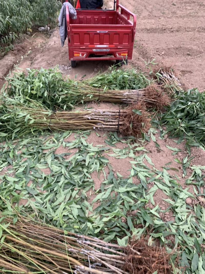黄金蜜1号桃苗基地直销批发价格量大优惠死苗补发