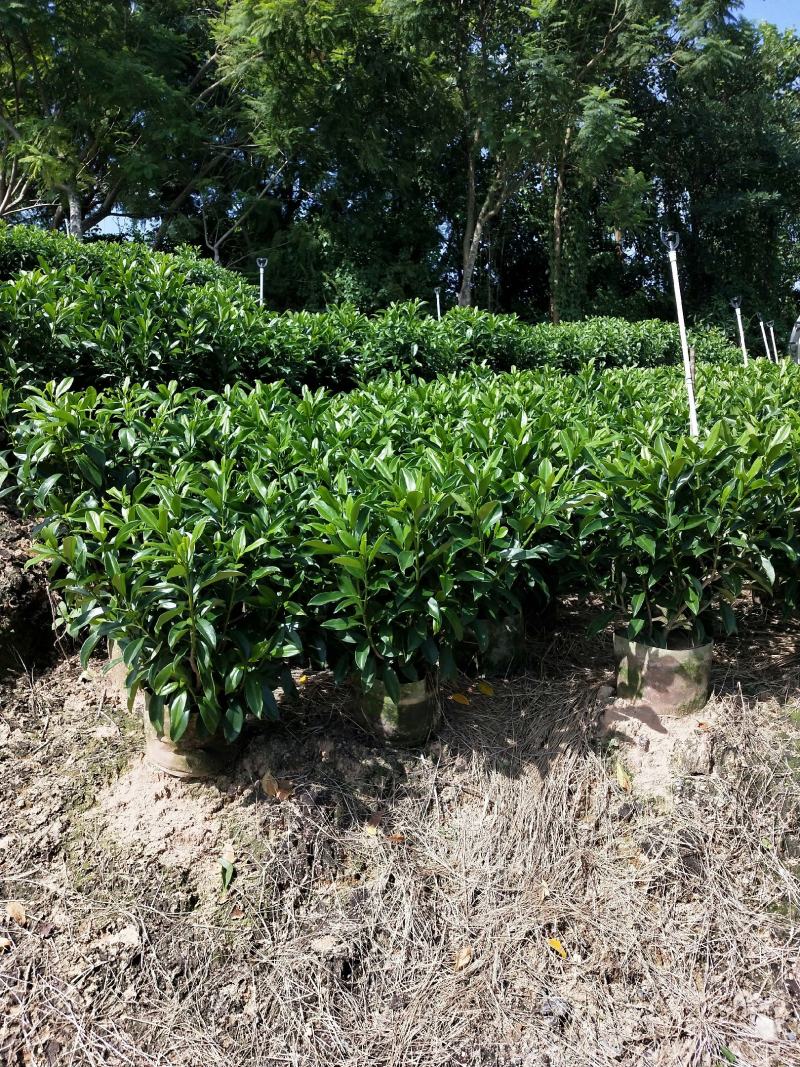 非洲茉莉布袋产地直销