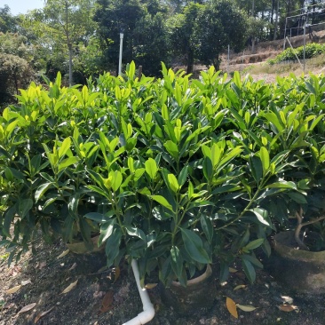 非洲茉莉布袋产地直销