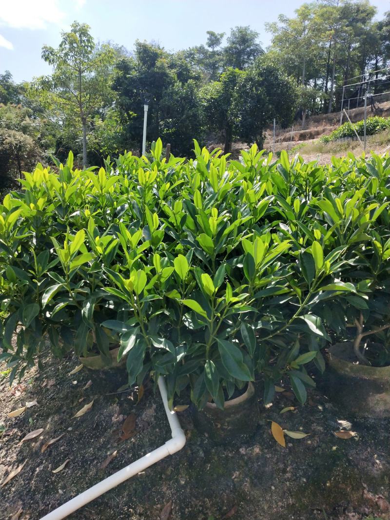 非洲茉莉布袋产地直销