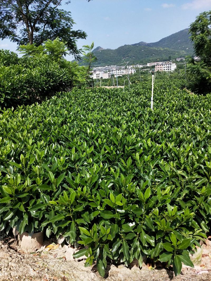 非洲茉莉布袋产地直销