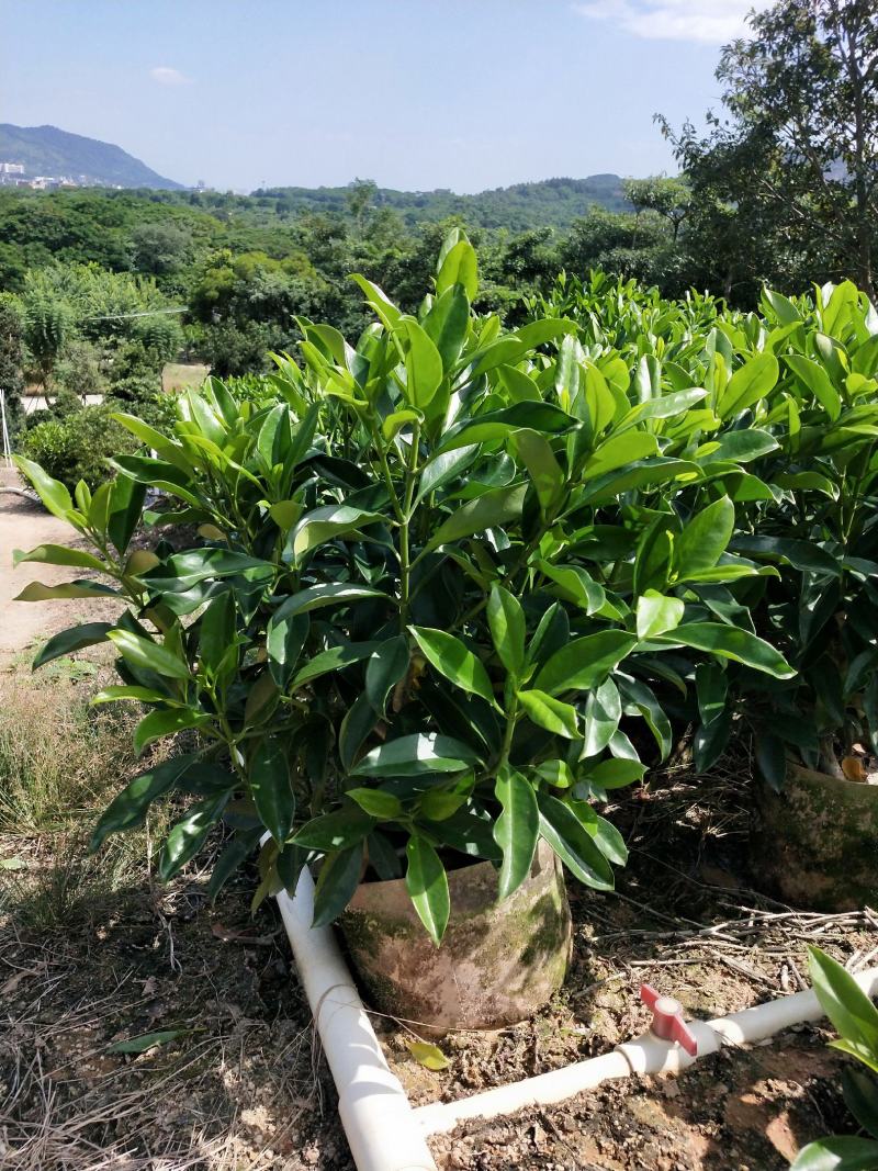 非洲茉莉布袋产地直销