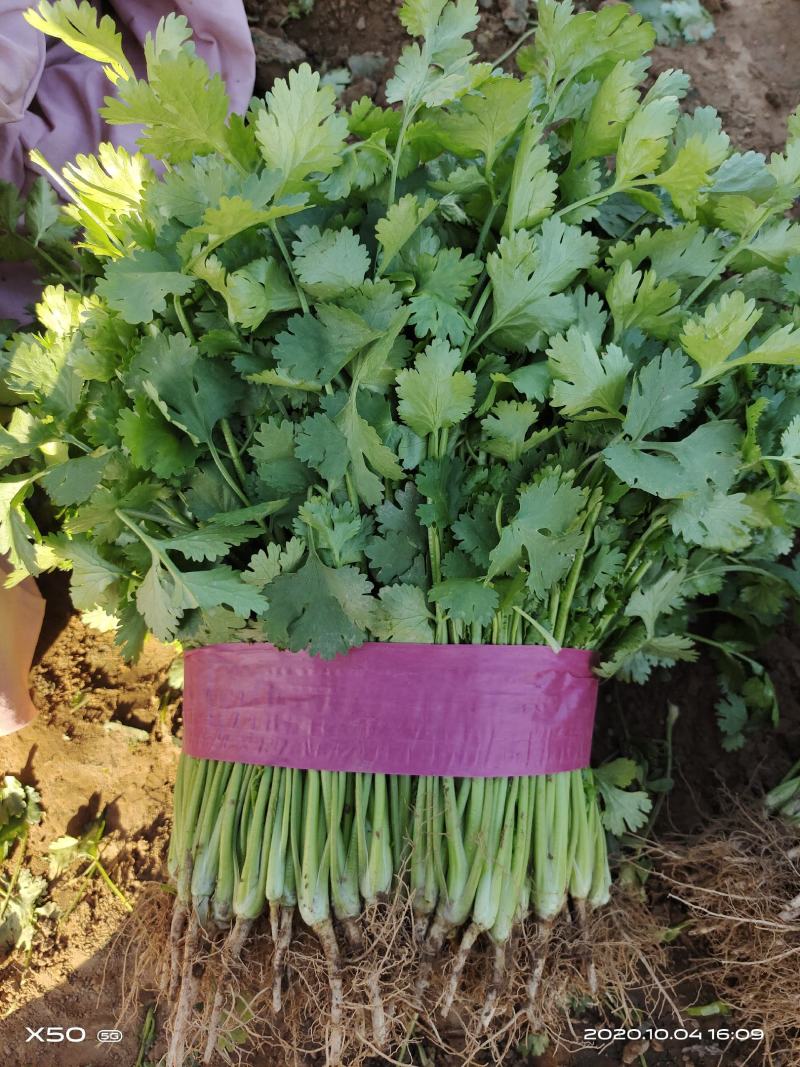 河北邯郸香菜一年四季供应精品香菜，价格合理，质量保证