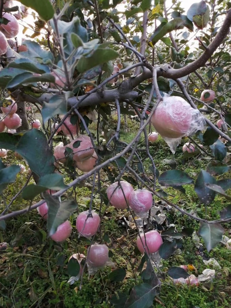 陕西省富平县红富士苹果