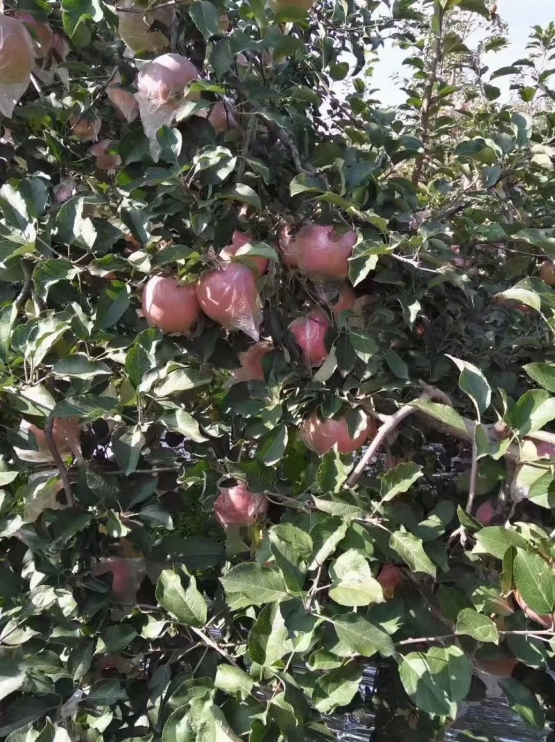 陕西省富平县红富士苹果