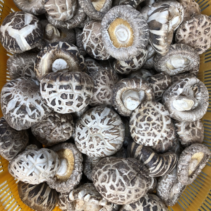 大花菇干货.白花菇冬菇蘑菇香菇原产地批发支持一件代发
