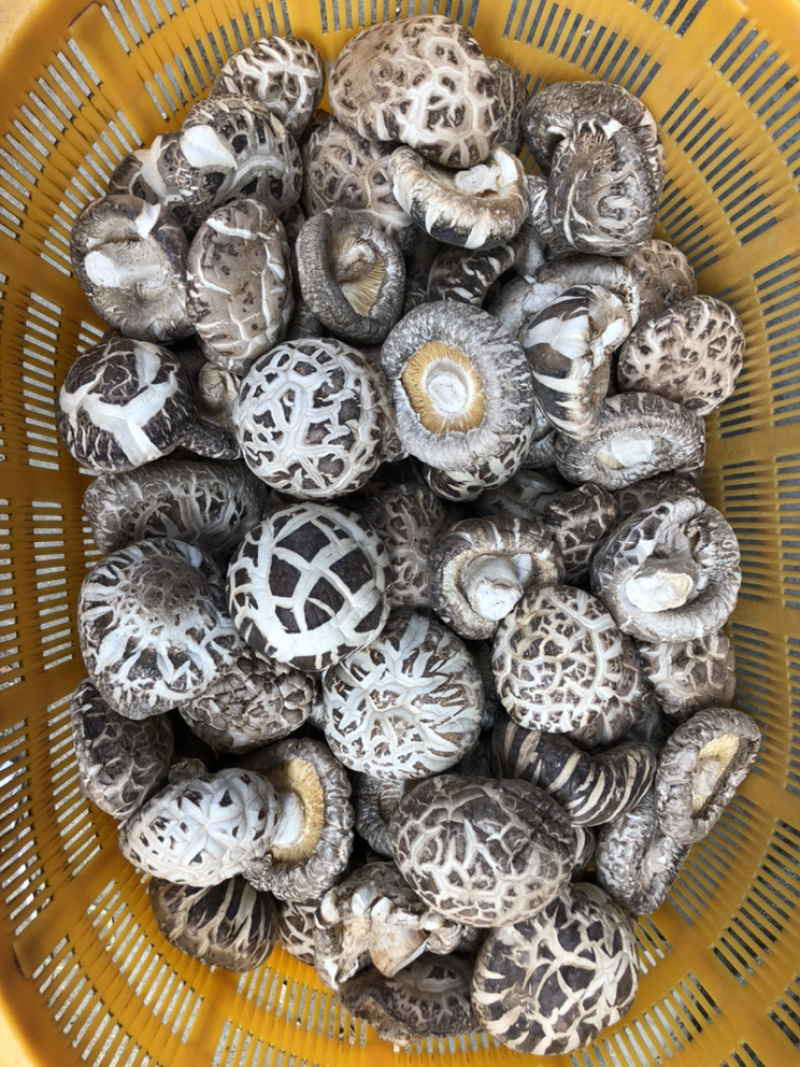大花菇干货.白花菇冬菇蘑菇香菇原产地批发支持一件代发