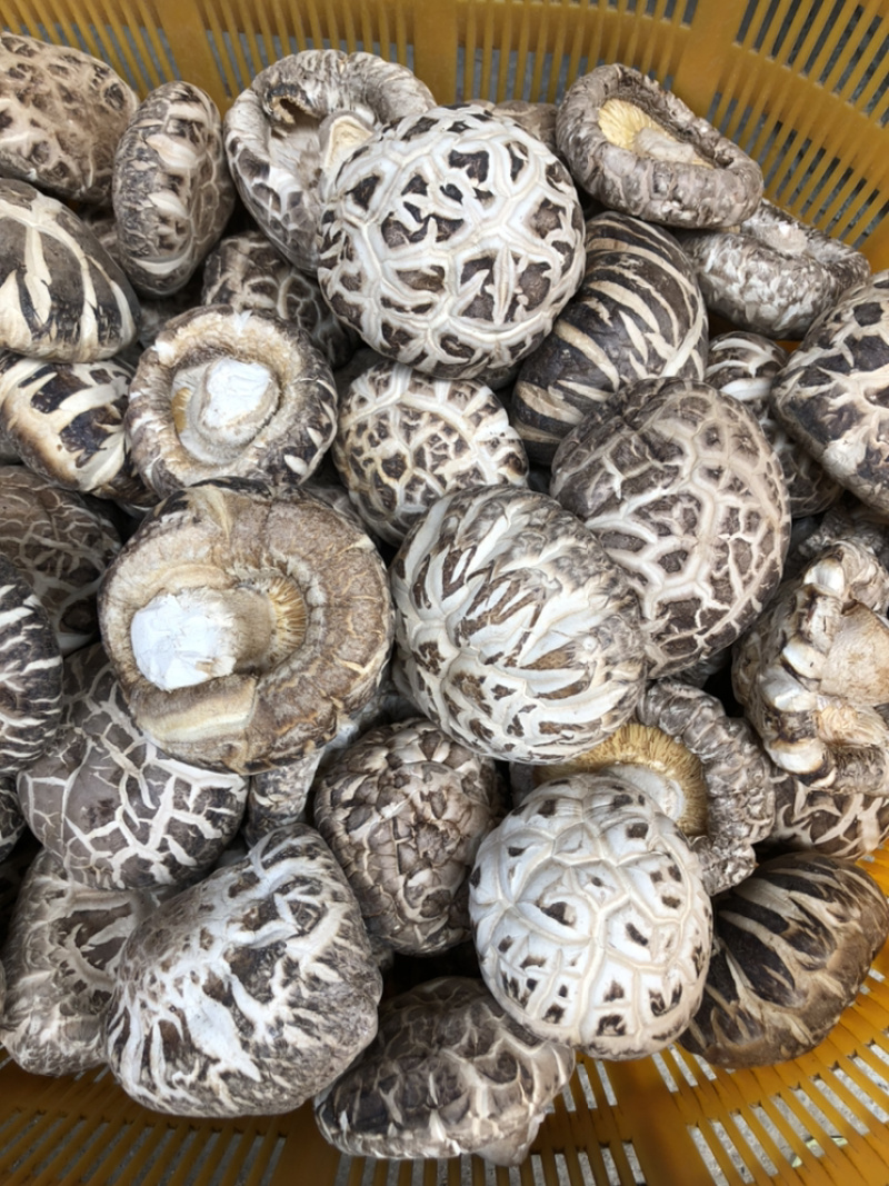 大花菇干货.白花菇冬菇蘑菇香菇原产地批发支持一件代发