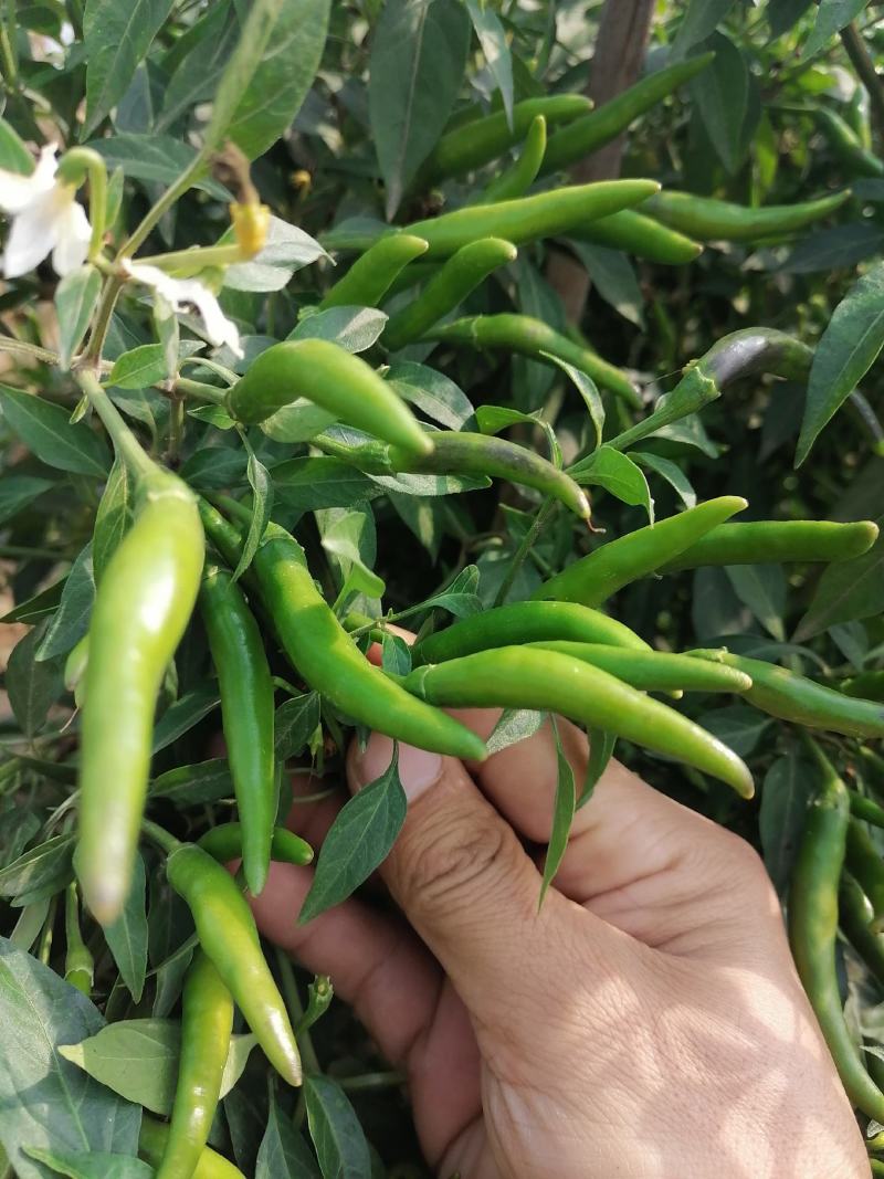 无把带把青米椒腌制青米椒腌制艳红小米椒无把青红米椒