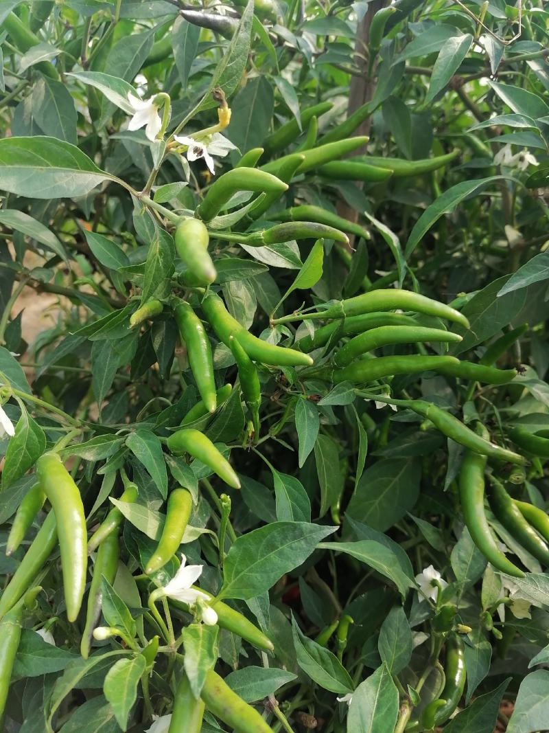 无把带把青米椒腌制青米椒腌制艳红小米椒无把青红米椒