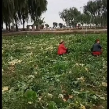 芥菜疙瘩大量上市，装袋，散装，带根带叶大量出货，