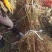 黄金蜜2号桃苗基地直销量大优惠死苗补发品种纯正