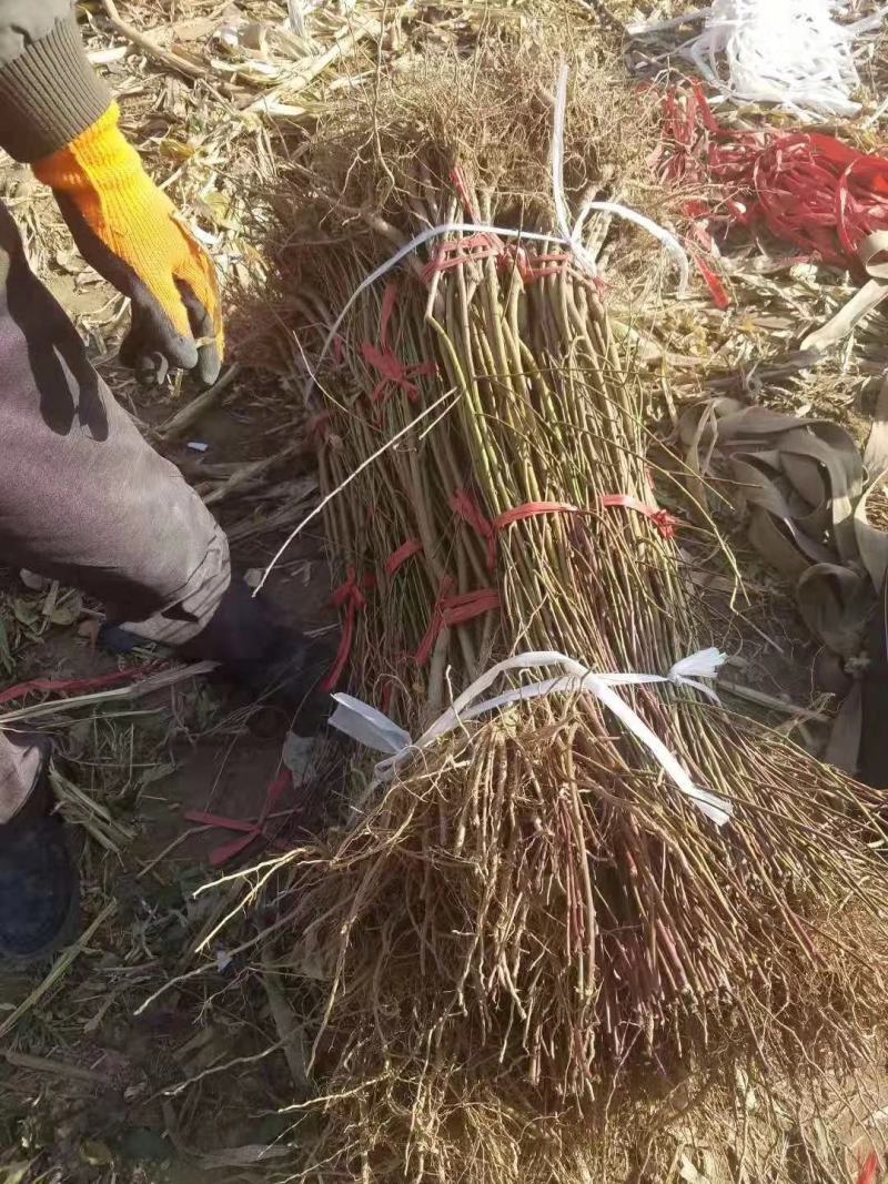 黄金蜜2号桃苗基地直销量大优惠死苗补发品种纯正
