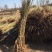 黄金蜜2号桃苗基地直销量大优惠死苗补发品种纯正