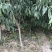 黄金蜜2号桃苗基地直销量大优惠死苗补发品种纯正