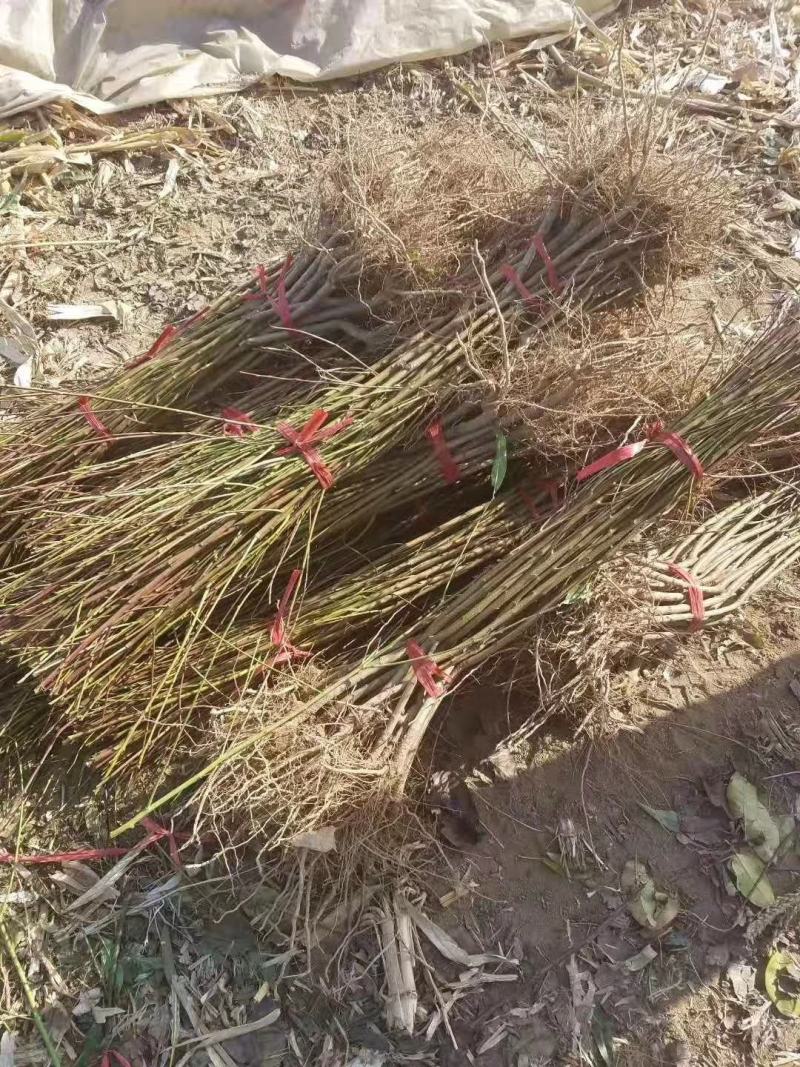 黄金蜜2号桃苗基地直销量大优惠死苗补发品种纯正